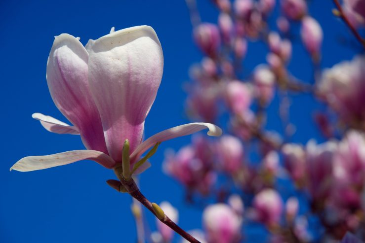 Vårbild med magnoliablomma