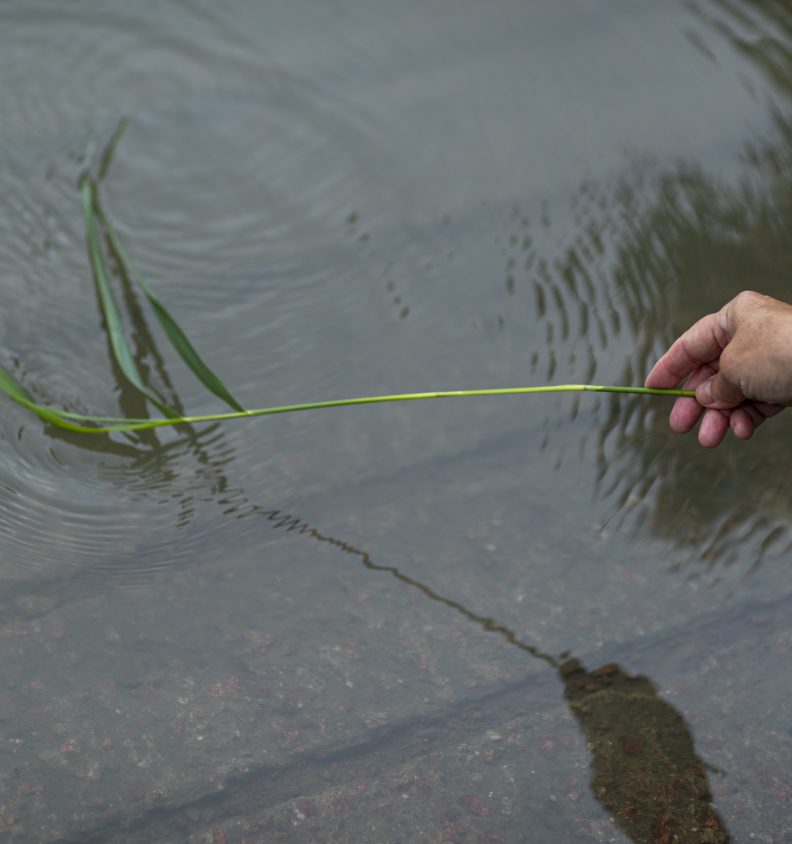 En hand som fiskar med ett grässtrå