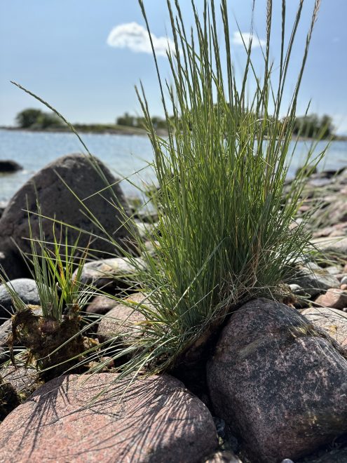 foto av gräs och stenar, bergig strand och hav i bakgrunden