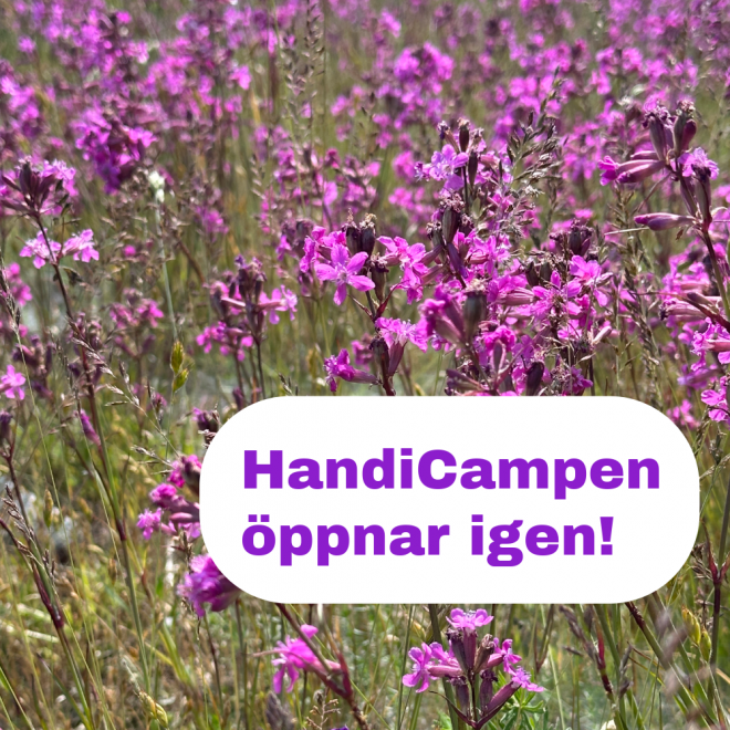 foto av lila blommor och texten: Handicampen öppnar igen!