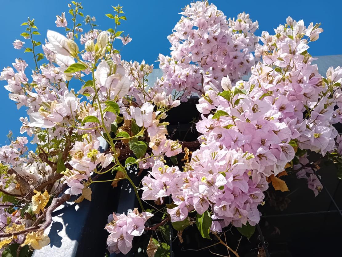 Foto på en blommande buske